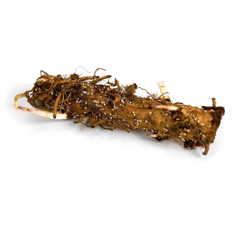 Comet Hops Rhizome