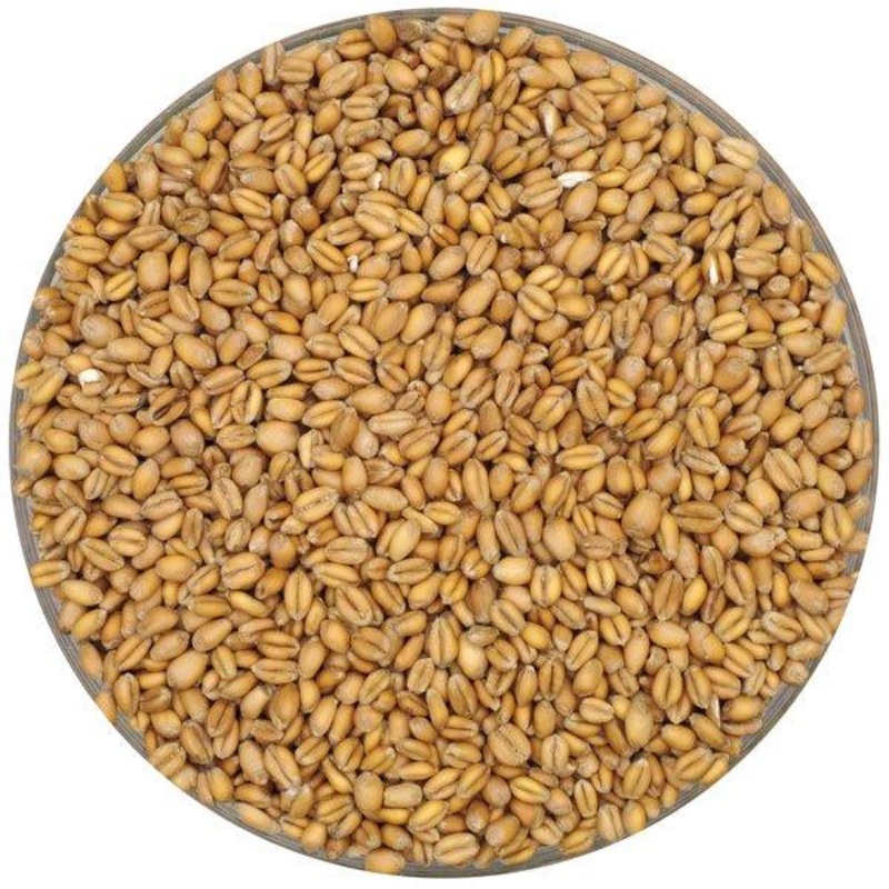 English Torrified Wheat – Crisp – 55 lb. Sack