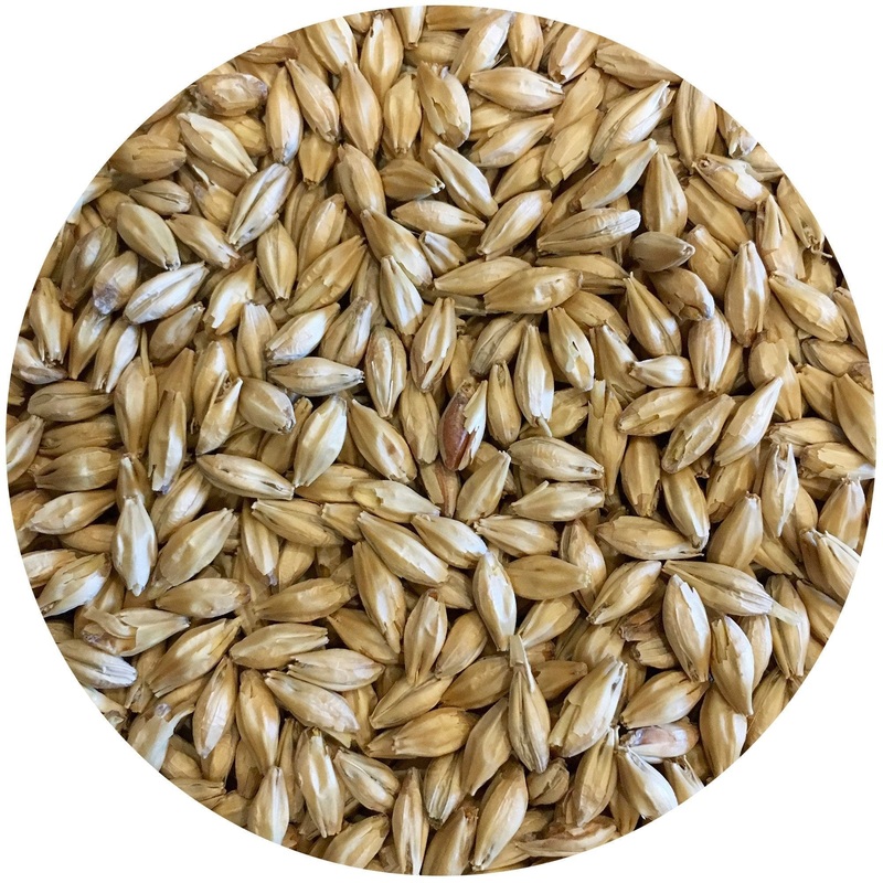 Genie Pale Malt – Root Shoot Malting – 50 lb. Sack