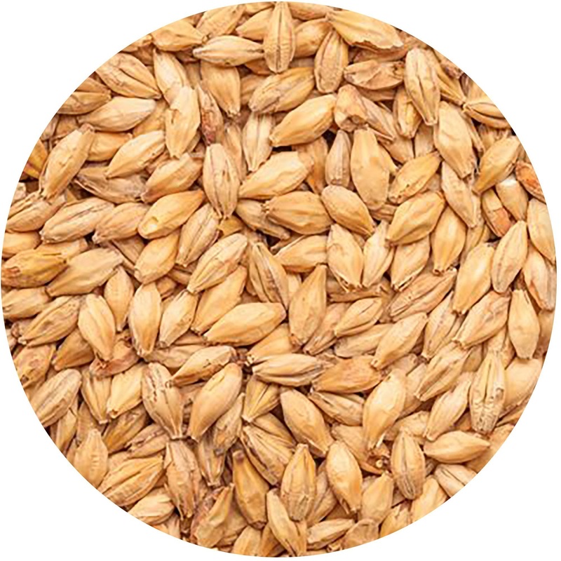 German Red X Malt (Munich Malt) – Best Malz – 55 lb. Sack