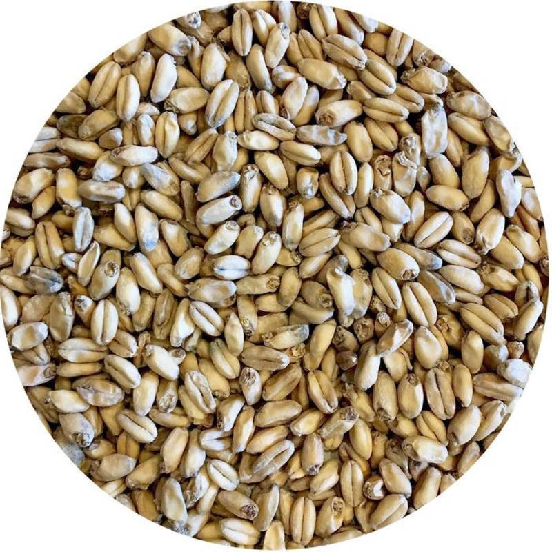 Spelt Malt – Best Malz – 55 lb. Sack