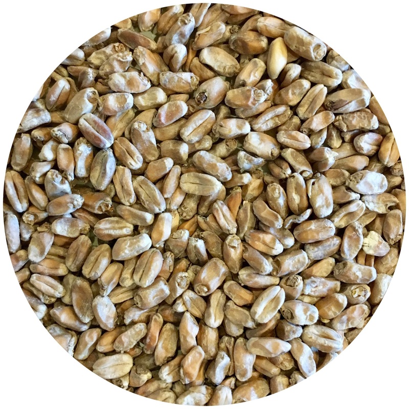 Wickiup (Hard Red Spring Wheat) Malt – Mecca Grade – 50 lb. Sack